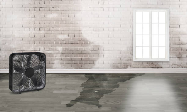 Best Water damage cleanup near me  in Sand Lake, MI